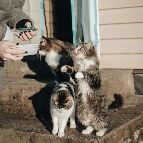 🐾💛 Un Repas pour un Animal Errante